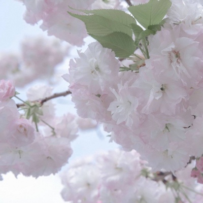 城中福瑞交流群